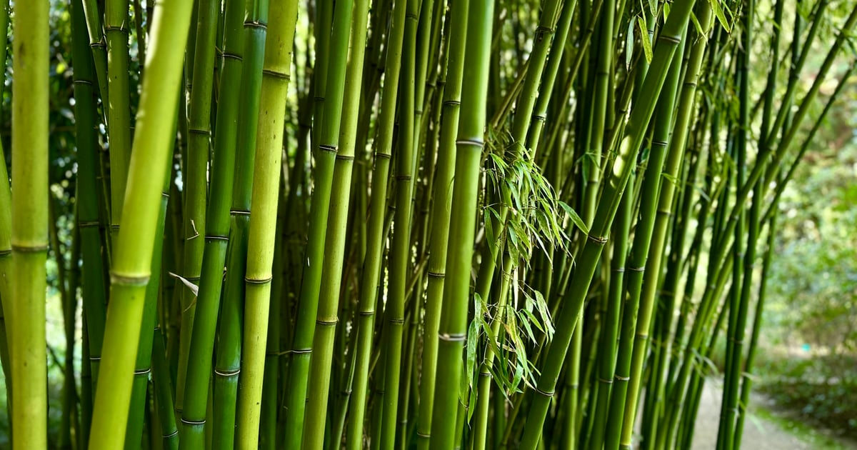 Dense bamboo grove with vibrant green stalks, showcasing nature's serene beauty.